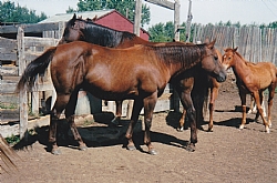 DJF Pam Kilebar